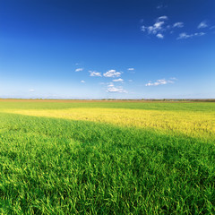 Clouds over a corn field