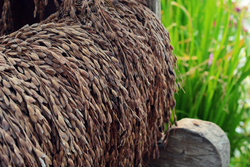 paddy or rice grain (Thai riceberry) hang on the wood and green rice plant in background.