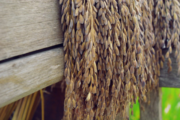 paddy or rice grain (Thai riceberry) hang on the wood and green rice plant in background.