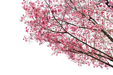 Full bloom sakura flower frame isolated (Cherry blossom)