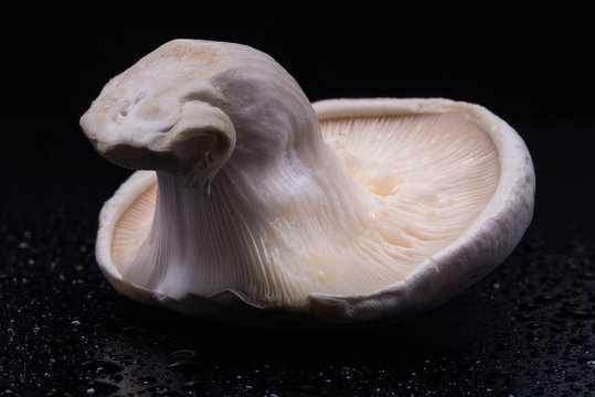 Mushroom, abalone mushroom, food, close-up, macro.
