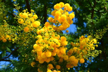 Mimosen