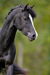 Close up of beautiful black Arabian Stallion trotting in field.