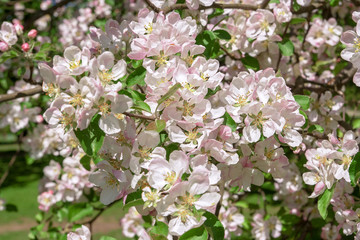 Blossom apple over nature background, spring flowers