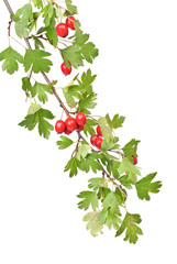 branch hawthorn  with leaves and berry isolated on white background