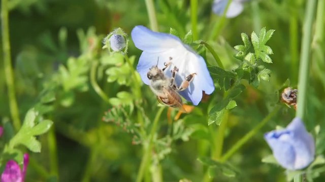 Honey bee sucking honey from flower