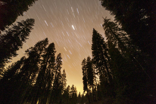 Low angle view of tree against star trails in sky at dawn