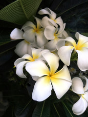 Fototapeta na wymiar White frangipani flower on tree
