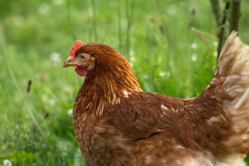 Braunes Haushuhn / Brown chicken