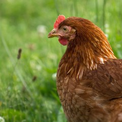 Braunes Haushuhn / Brown chicken