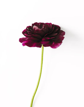 Close-up of dahlia against white background