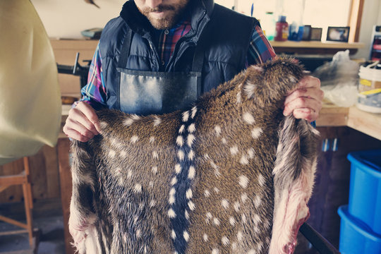 Hunter holding deer skin