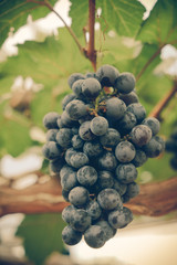grapes hang from a vine with filter effect retro vintage style