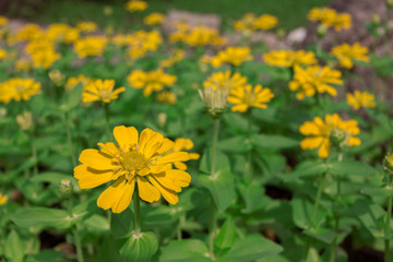 Beautiful gerbera flower in garden.
