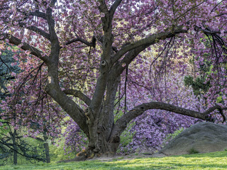 Obraz premium Prunus serrulata or Japanese Cherry