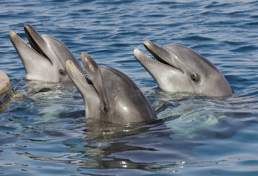 beautiful dolphins