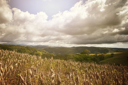 Empty cornfield under cloudy sky