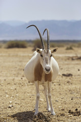 pregnant Oryx in the desert