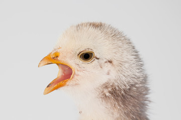 one chick alone