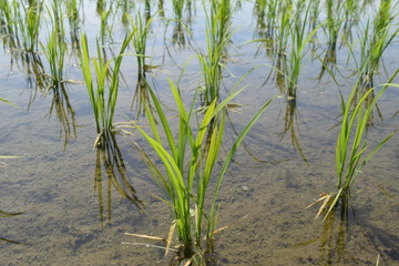 田植え２週間後の田園風景／山形県の庄内地方で、田植え２週間後の田園風景を撮影した写真です。