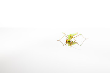 The Green Mantis