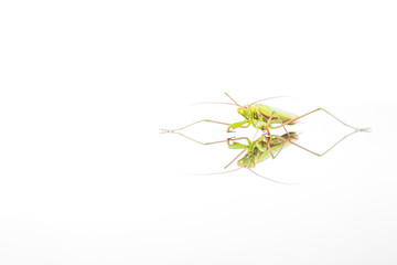 The Green Mantis