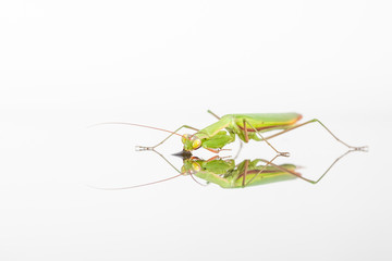 The Green Mantis