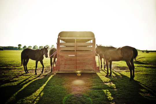 Horses tied to horse trail