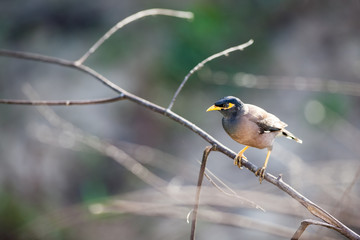 The Treurmaina on an branch