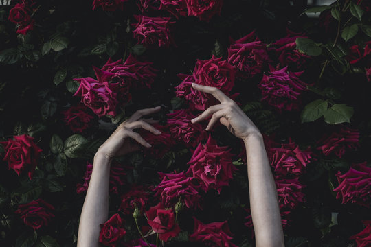 Woman hands touching roses in garden  