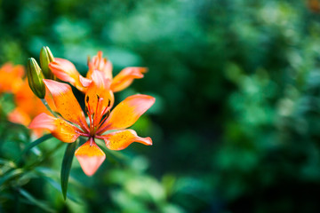 Fototapeta premium Orange lily martagon on green background