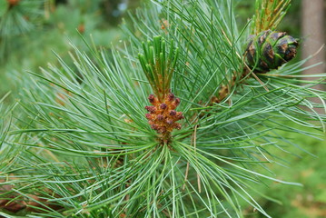Naklejka na ściany i meble Pinus mugo bloom, known as creeping pine, dwarf mountainpine, mugo pine, mountain pine, scrub mountain pine or Swiss mountain pine, is a species of conifer. 