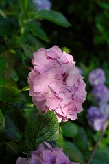 Hydrangea