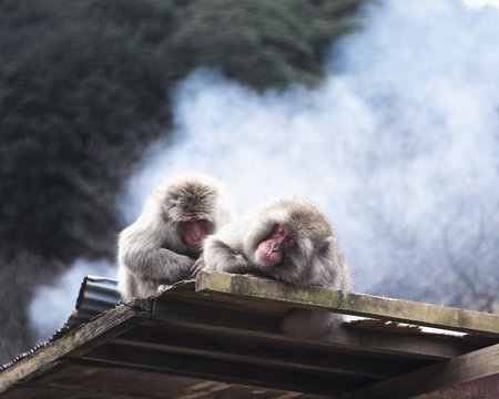 Two Japanese macaques resting on wooden roof top
