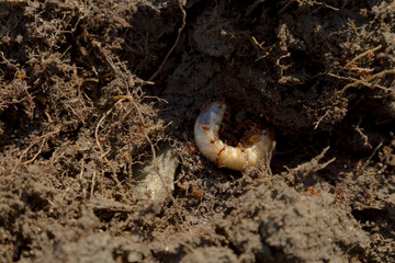 Maikäferlarve in der Erde