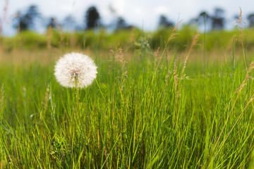 Giant Dandelion on Field with High Grass