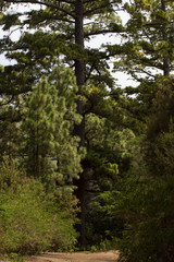 Canarian pines, pinus canariensis in Tenerife, road to Teide volcano