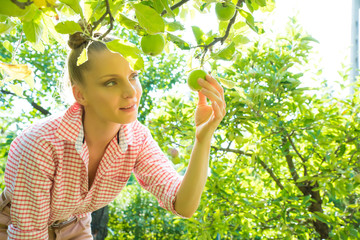 A young woman harvesting organic Apples in her garden