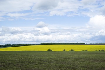 Obraz premium Agricultural landscape in Podolia region of Ukraine