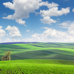Wonderful Landscape  of fields in beautiful colorful and striped