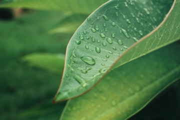 Water drop on leaf