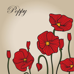 red poppy sketch 2