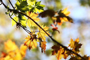 Fototapeta na wymiar orange and yellow foliage on out of focus background