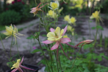 Pink bell with yellow core