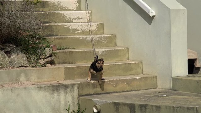 Angry doggy on a leash guards the house.  Bermuda