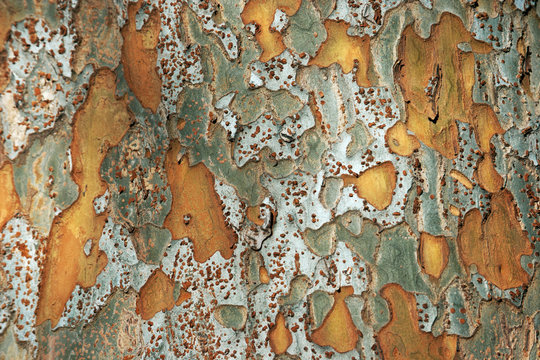 Wooden textures