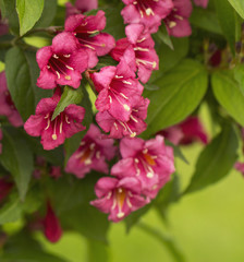 Red weigela fllowers