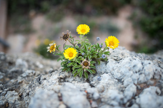 Fototapeta Blume auf grauem Felsen