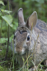 rabbit in the forest