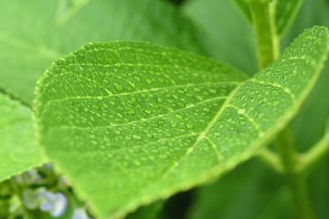 紫陽花の葉と雫